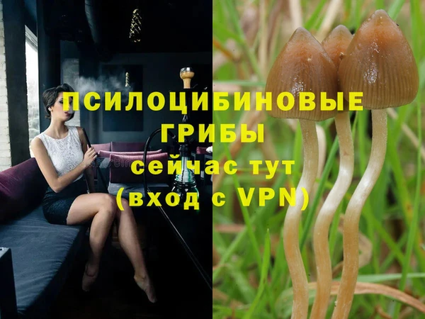 гашик Алексин